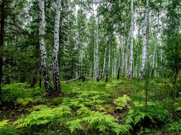 Birken Kiefer Mischwald Sommer Südlicher Uralwald — Stockfoto