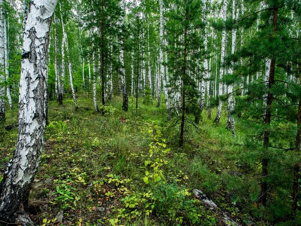 Birch Pine Mixed Forest Summer Southern Ural Forest — Stock Photo, Image