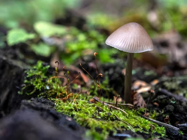 Pequeños Hongos Comestibles Como Sombrillas Bosque Viejo Tocón Macro Área —  Fotos de Stock