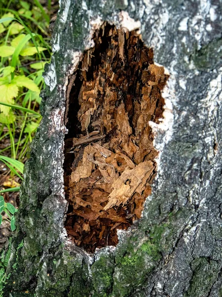 森林中一棵老树的中空洞 树上啄木鸟的踪迹 — 图库照片