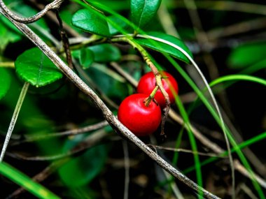 Kırmızı yenilebilir orman meyveleri. Latince adı Vaccinium vitis-idaea. Ormanda bir açıklıkta, halk tıbbında kullanılır.