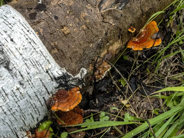 鲜亮的橙红色蘑菇 拉丁文名字 Polyporaceae 在一棵老的倒下的树上 — 图库照片
