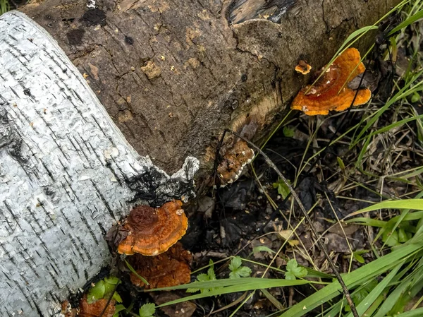 Leuchtend Orangefarbener Zunder Pilz Mit Dem Lateinischen Namen Polyporaceae Auf — Stockfoto