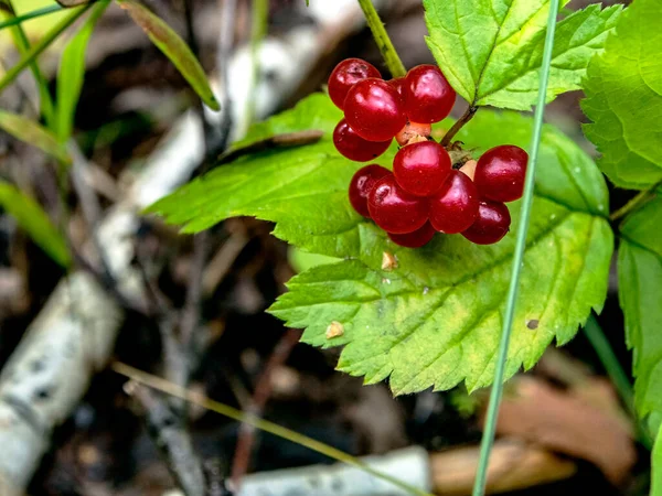 Bayas Silvestres Comestibles Con Nombre Latino Rubus Saxatilis Creciendo Bosque — Foto de Stock