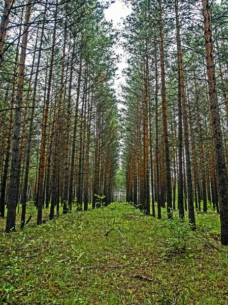 Young Pine Forest Autumn Straight Pines Southern Urals — Stock Photo, Image