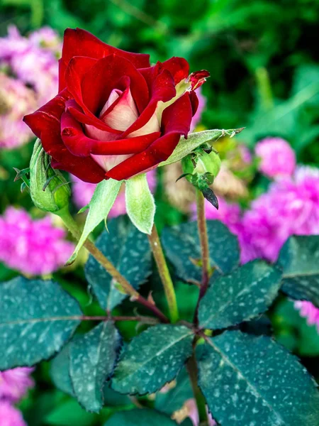 자연의 정원에 붉은색 장미가 있었다 — 스톡 사진