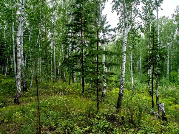 Forêt Mixte Bouleaux Pins Été Forêt Sud Oural — Photo