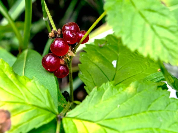 Βρώσιμα Άγρια Μούρα Λατινική Ονομασία Rubus Saxatilis Που Φυτρώνουν Στο — Φωτογραφία Αρχείου