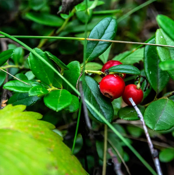 Червоні Їстівні Лісові Ягоди Латинською Назвою Vaccinium Vitis Idaea Лісі — стокове фото