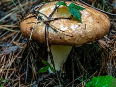 Latince adı Russula olan yenilebilir mantarlar ormanda dökülen çam iğneleri ve yapraklarının arasında yetişir.