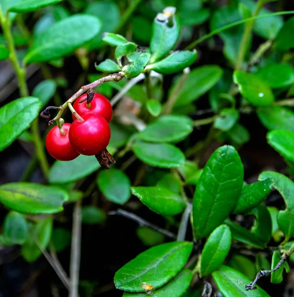 Red Edible Forest Berries Latin Name Vaccinium Vitis Idaea Forest — Stock Photo, Image