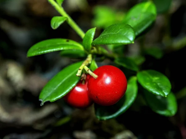 Red Edible Forest Berries Latin Name Vaccinium Vitis Idaea Forest — Stock Photo, Image