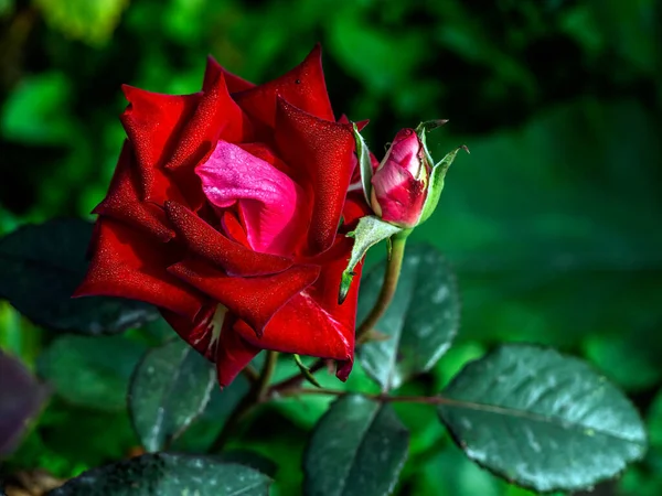 朝日の光に照らされた花びらに小さな露が落ちる庭の明るい濃い赤バラマクロ狭いフォーカスエリア — ストック写真