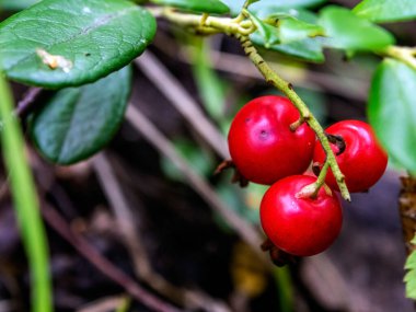 Kırmızı yenilebilir orman meyveleri. Latince adı Vaccinium vitis-idaea. Ormanda bir açıklıkta, halk tıbbında kullanılır.