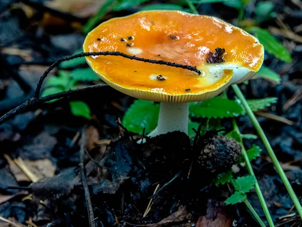 Sonbahar ormanında içinde yağmur suyu olan bir fincan tabağı şeklinde uçan bir şapka.