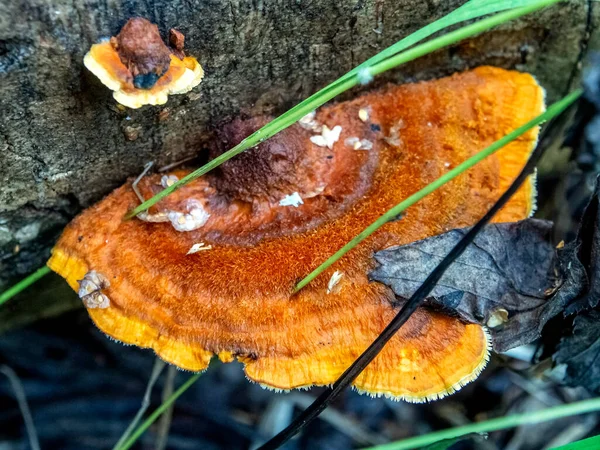 Yesca Setas Color Naranja Brillante Con Nombre Latino Polyporaceae Viejo — Foto de Stock