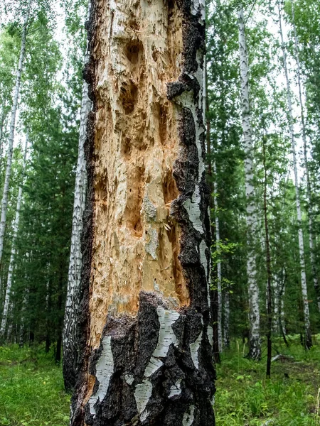 Hohlräume Und Löcher Einem Alten Baum Wald Spuren Von Spechtarbeit — Stockfoto