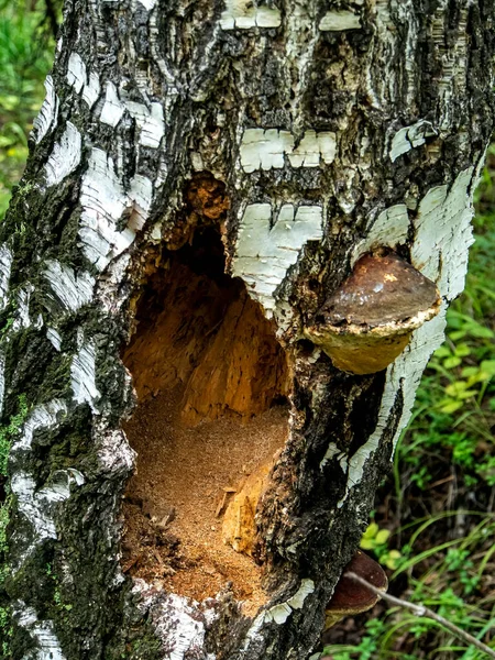 Ormandaki Eski Bir Ağaçtaki Oyuklar Delikler Ağaçkakan Izleri Ağaçta Işliyor — Stok fotoğraf