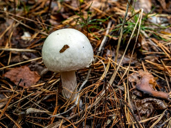 Latince adı Agaricus Campestris olan yenilebilir mantarlar ormanda dökülen çam iğneleri ve yapraklarının arasında yetişir.