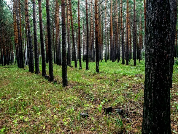 Jeune Forêt Pins Automne Pins Droits Sud Oural — Photo