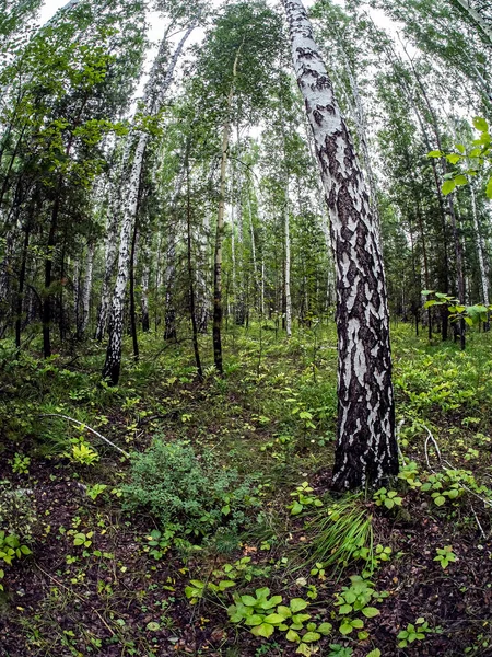 Las Mieszany Brzozy Sosny Lecie Południowy Las Uralski — Zdjęcie stockowe