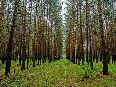 Sonbaharda genç çam ormanı, düz çamlar, güney Urallar