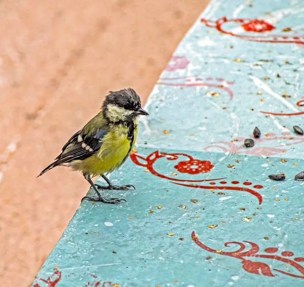 Young Yellow Tit Sitting Table Wet Rain — Photo