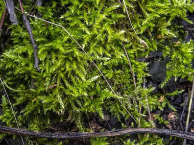Yeşil yosun, Latince adı Rhytidiadelphus triquetrus olan küçük bir ağaca benziyor.