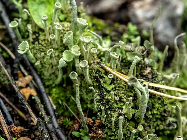 Bellissimo Lichene Con Nome Latino Cladonia Foliacea Calici Nome Popolare — Foto Stock