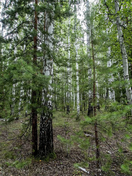 Forêt Mixte Bouleaux Pins Été Forêt Sud Oural — Photo