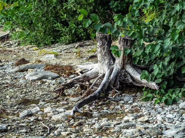 Viejos Tocones Secos Orilla Del Lago Uvildy Urales Del Sur — Foto de Stock