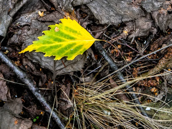 Single Yellow Autumn Leaf Ground Fallen Leaves Forest — Stock Photo, Image