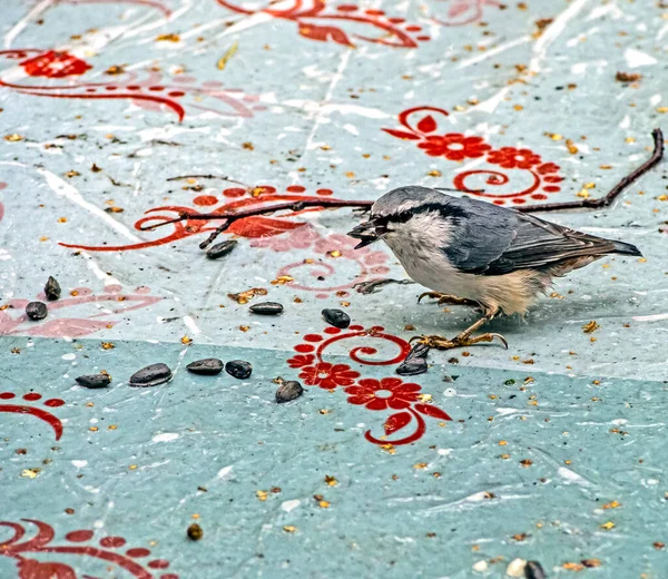 Petit Oiseau Forestier Chaume Sur Table Manger Des Graines Tournesol — Photo