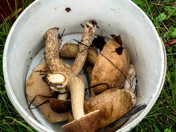 Podberezoviki Svamp Med Det Latinska Namnet Leccinum Scabrum — Stockfoto