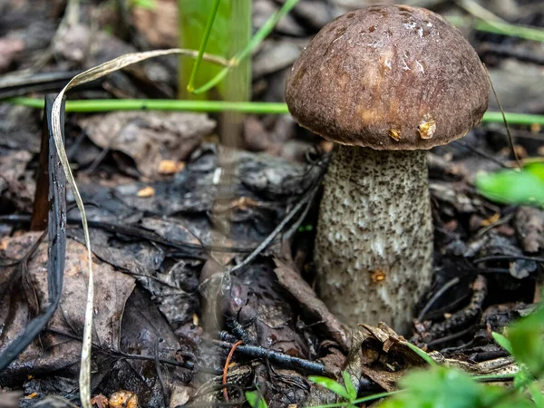 Edible Mushrooms Latin Name Leccinum Scabrum Grow Fallen Leaves Macro — Stock Photo, Image