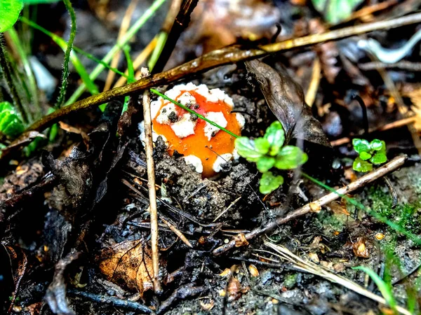 Βρώσιμο Μανιτάρι Λατινικό Όνομα Amanita Muscaria Έχει Μόλις Εμφανιστεί Χρησιμοποιείται — Φωτογραφία Αρχείου