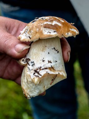 Latince adı Boletus edulis olan beyaz mantar bir insanın elinde, mükemmel bir zevke sahip bir mantar.