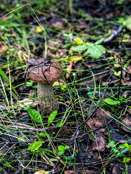 Cogumelos Comestíveis Com Nome Latino Leccinum Scabrum Crescem Entre Folhas — Fotografia de Stock
