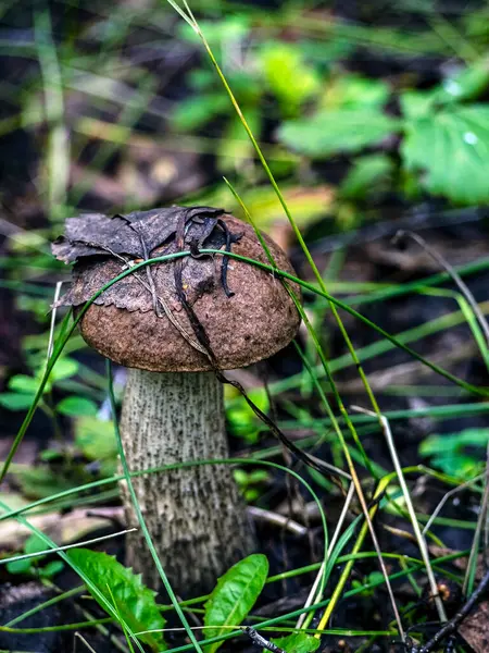 Jedlé Houby Latinským Názvem Leccinum Scabrum Rostou Mezi Spadlými Listy — Stock fotografie