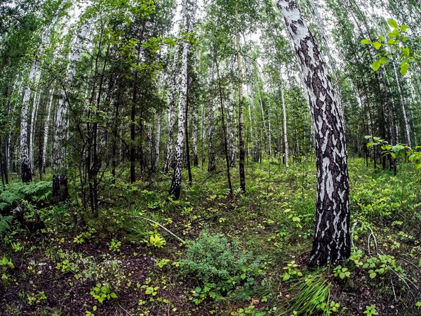 Birch Pine Mixed Forest Summer Southern Ural Forest — Stock Photo, Image