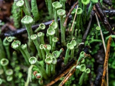 Latince adı Cladonia yaprağı olan güzel bir liken elflerin halk dilindeki kadehleri güney Urallar 'ın ormanlarında yetişir.