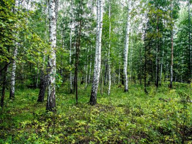 huş ağacı ve çam ağaçları yazın, Güney Ural Ormanı