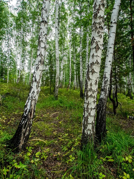 Las Mieszany Brzozy Sosny Lecie Południowy Las Uralski — Zdjęcie stockowe