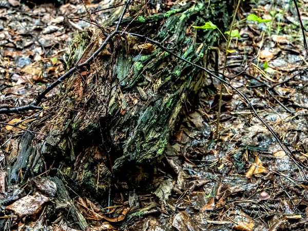 Vieille Souche Ruinée Recouverte Lichen Mousse Herbe Dans Forêt Automne — Photo