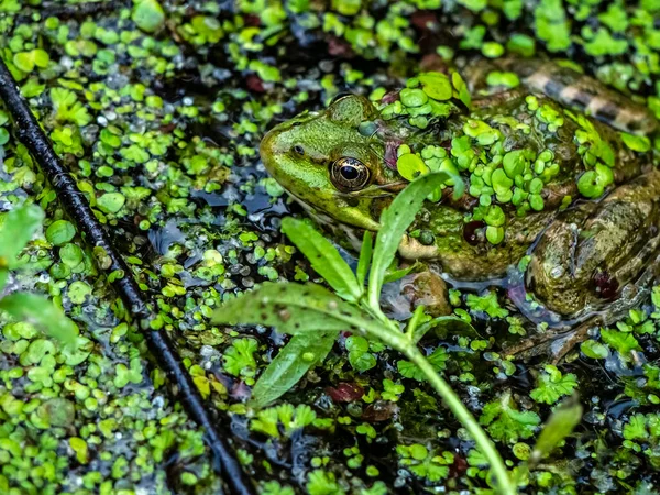 green frog covered with water grass duckweed sitting in the water, the frog is difficult to see against the background of a uniform surface