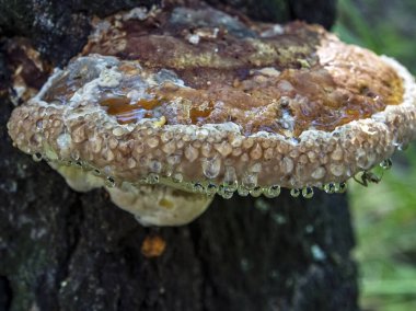 Kahverengi tinder mantarı, Latince adı Polyporaceae olan eski bir ağacın altında, mantarın dibi su gibi berrak bir sıvı olarak göze çarpar.