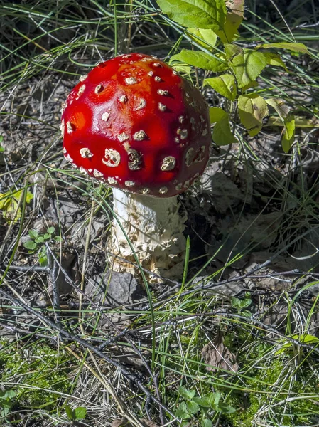 Oneetbare Paddenstoel Met Latijnse Naam Amanita Muscaria Wordt Gebruikt Volksgeneeskunde — Stockfoto