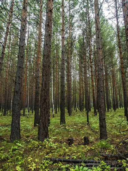 Młody Las Sosnowy Jesienią Proste Sosny Południowe Urale — Zdjęcie stockowe