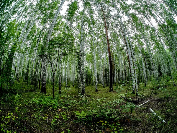 Bosque Mixto Abedul Pino Verano Sur Los Urales — Foto de Stock