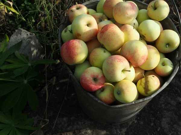 Sappige Verse Appels Een Emmer Grond Tuin — Stockfoto